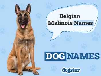 190+ Belgian Malinois Dog Names: Popular & Unique Ideas
