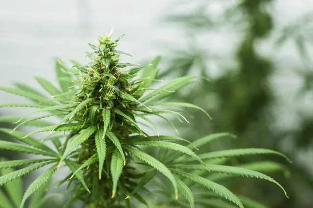 Can Dogs Get High? Vet-Approved Marijuana Toxicity Facts & FAQ
