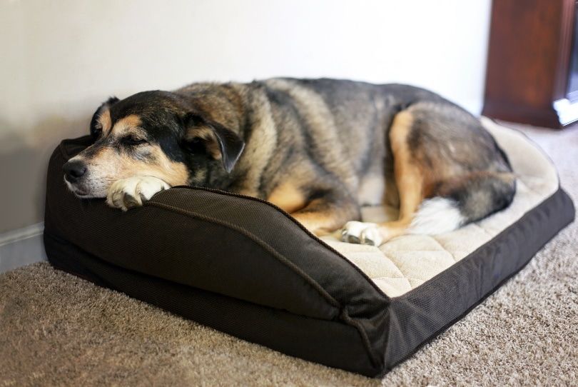 sick dog