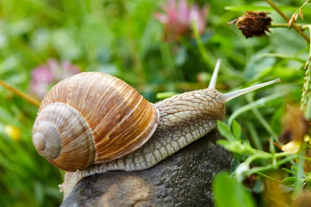 Are Snails Poisonous to Dogs? Vet-Approved Health & Safety Facts