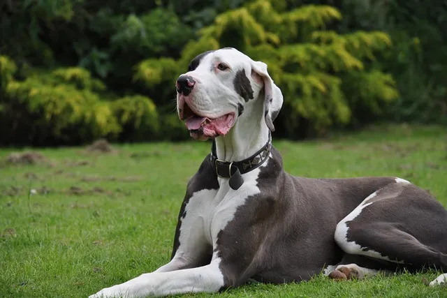 Is a Great Dane Hypoallergenic? Vet-Approved Facts & FAQ