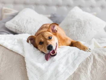 Why Does My Dog Take Up the Whole Bed? 4 Vet Reviewed Reasons & Solutions