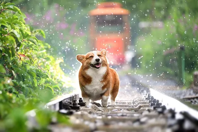 Do Dogs Like Rain? Vet-Verified Facts & Tips