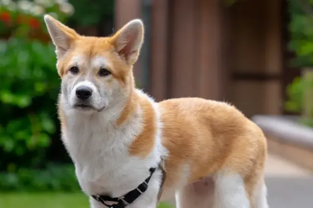 Jindo Corgi Mix: Info, Pictures, Care & More