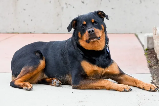 Do Rottweilers Shed? Reasons & Way to Help