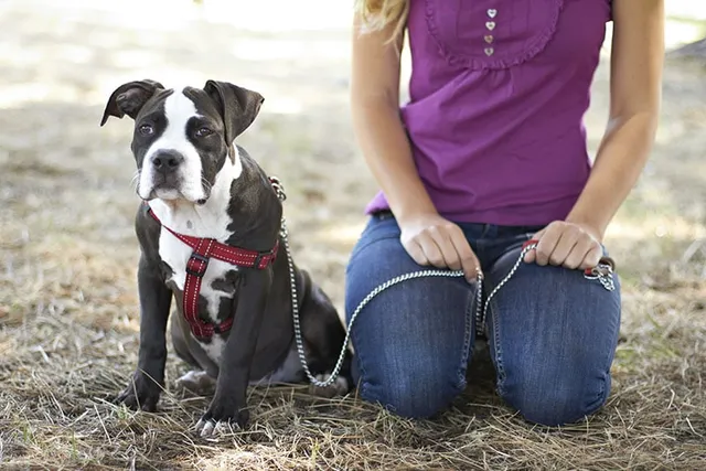 How to Surrender a Dog: 9 Vet-Reviewed Steps