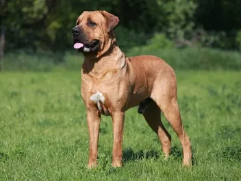 Tosa Dog Breed: Info, Pictures, Facts, & Traits
