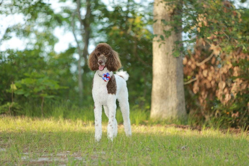 standard-parti-poodle-in-the-park