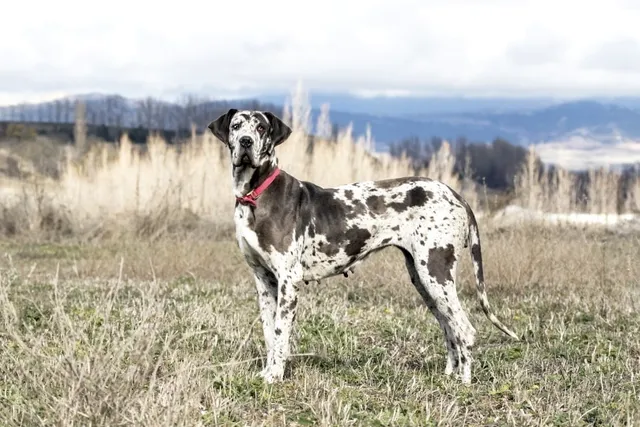 How Long Do Great Danes Live? Vet-Reviewed Average Lifespan, Data & Care
