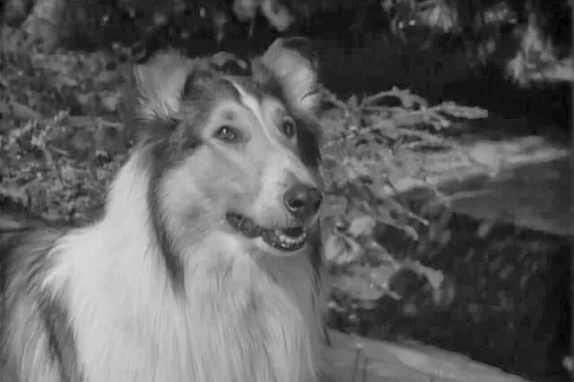 What Breed of Dog Was Lassie? Famous TV Character Facts & FAQ