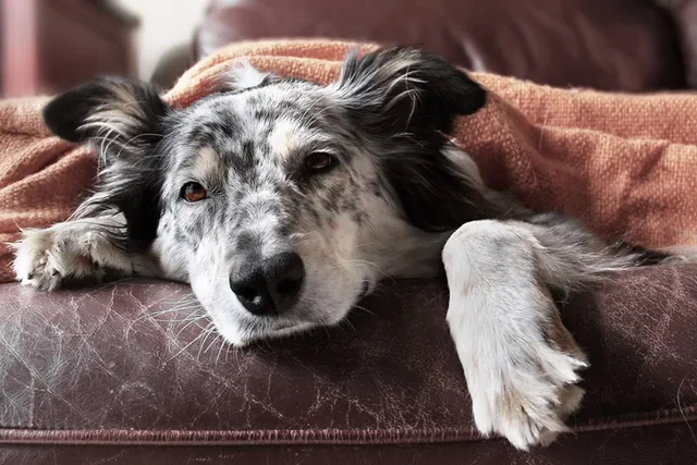 Water Intoxication in Dogs: Vet Reviewed Signs & Treatments