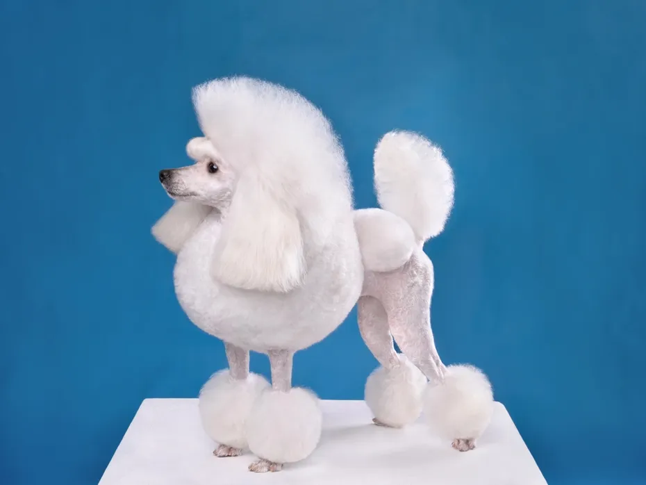 white toy poodle on blue background