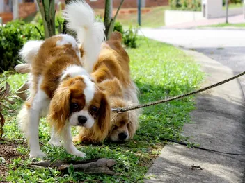 Why Is My Dog Peeing a Lot? 9 Vet-Approved Reasons