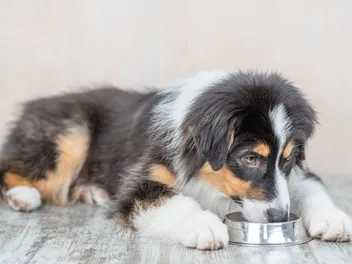 10 Best Raw Dog Foods in 2026 - Reviews & Top Picks