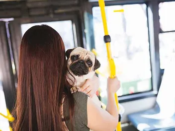 Are Dogs Allowed on Greyhound Buses? (Updated in 2026)