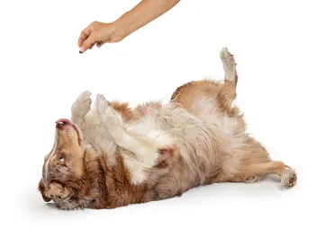 How to Teach a Dog to Play Dead in 4 Vet-Approved Steps (With Video)