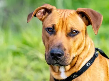 Rhodesian Ridgeback Pitbull Mix: Info, Pictures, Care Guide & More