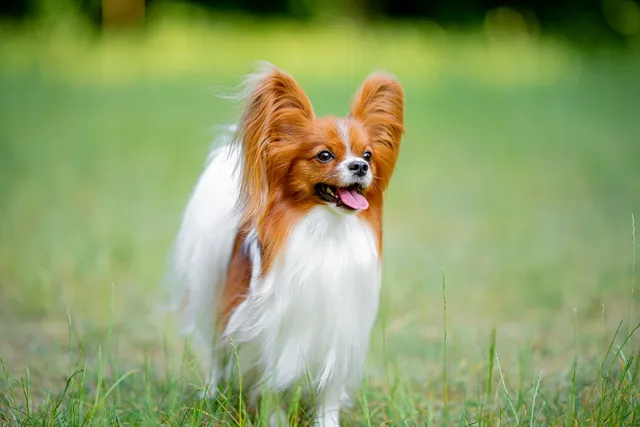 Is a Papillon Hypoallergenic? Vet-Verified Facts & FAQ