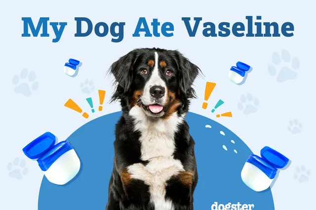 My Dog Ate Vaseline: When to Worry & Vet-Approved Advice
