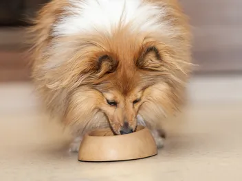 8 Best Dog Foods for Shelties in 2026 - Reviews & Top Picks