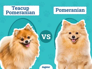 Teacup Pomeranian vs. Pomeranian: The Differences (With Pictures)