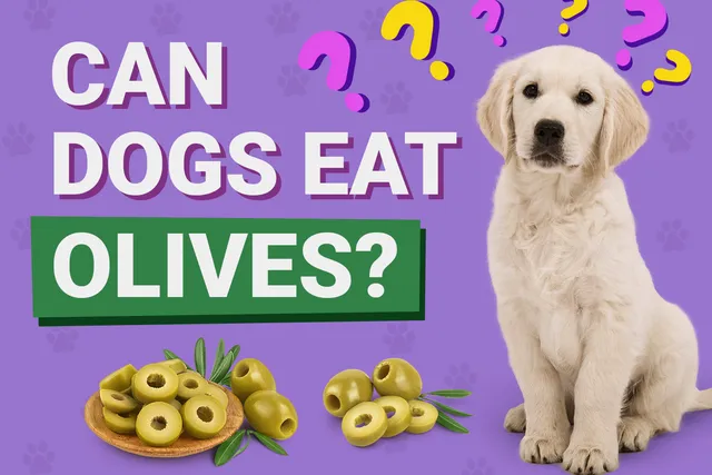 Can Dogs Eat Olives? Vet-Approved Nutrition Facts & FAQ