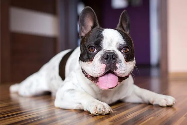 Pied French Bulldog: Info, Pictures, Origin & History
