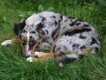 Why Does My Australian Shepherd Whine So Much? 6 Vet-Reviewed Reasons