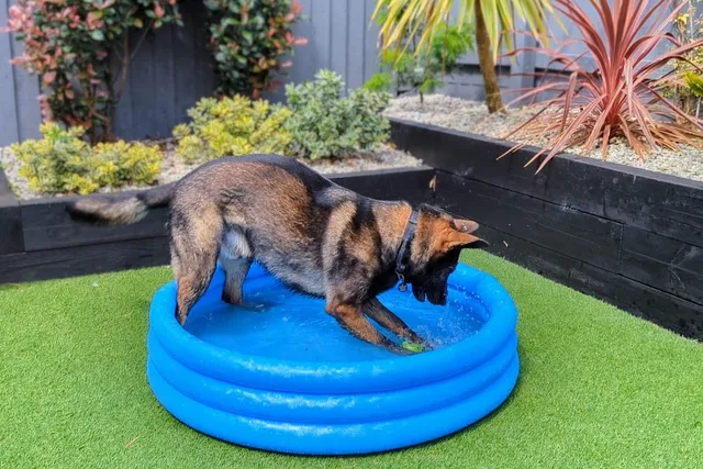 Hot Tips For Staying Cool With Kodah & Friends