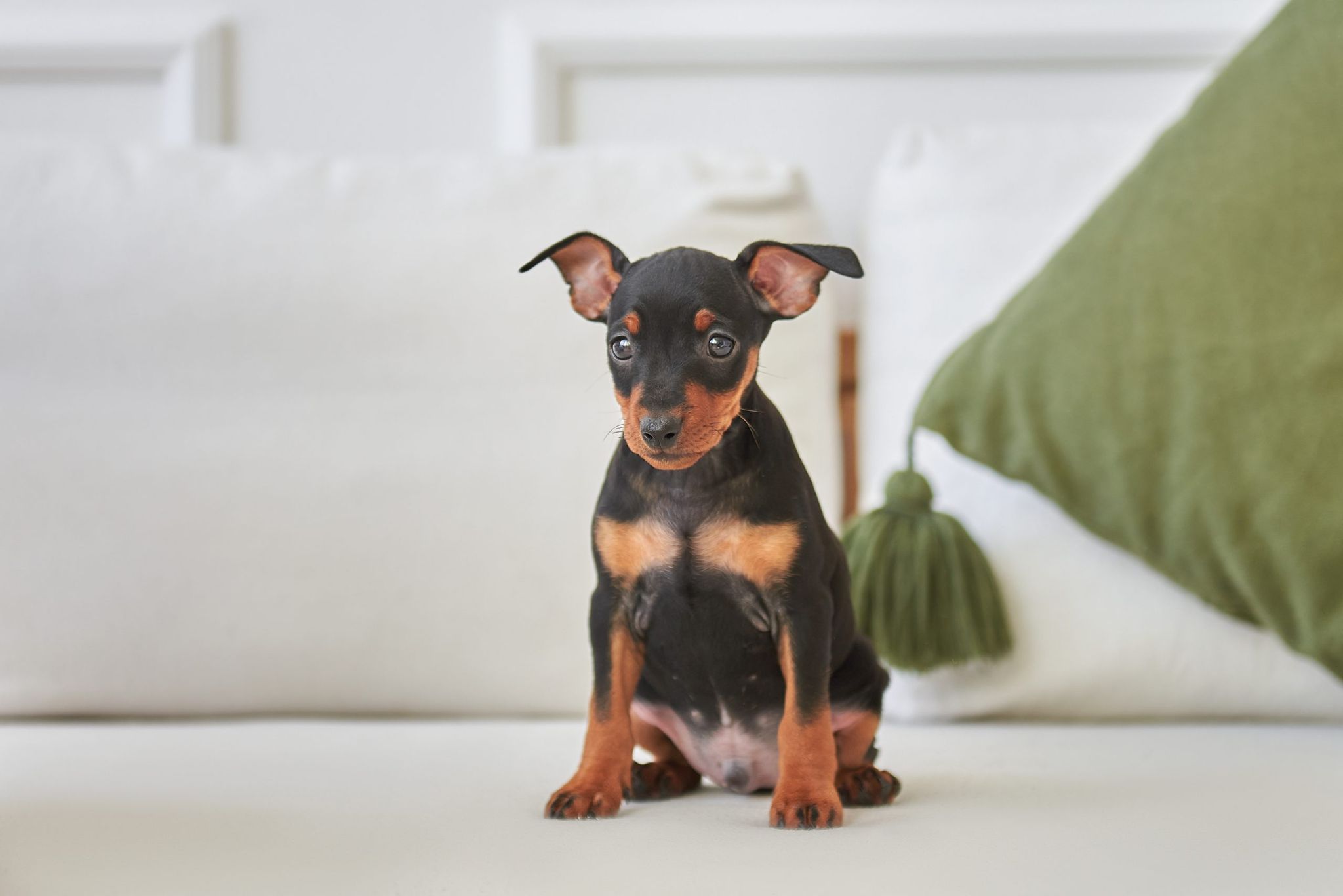 Miniature pinscher puppy sitting on the couch