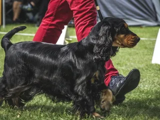 14 Fascinating & Fun Facts About Dog Shows You'll Love to Learn