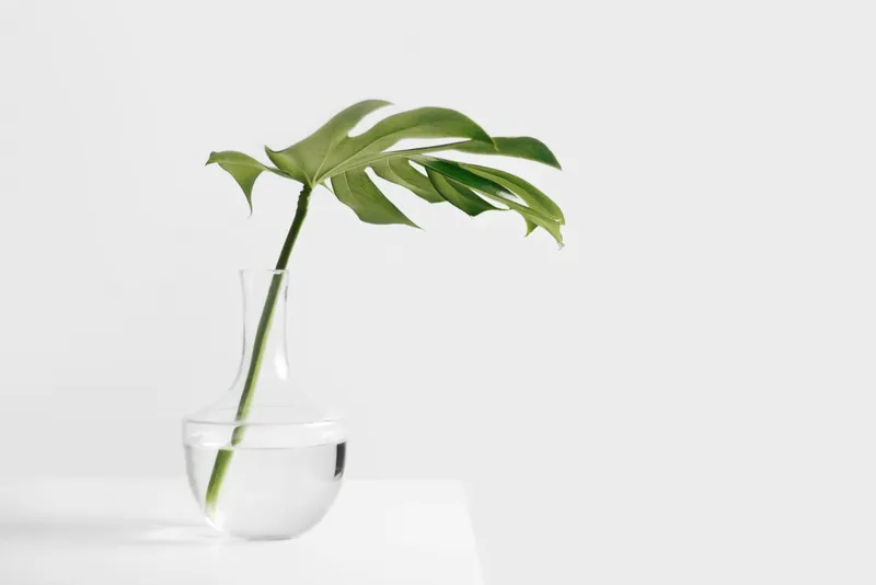 Philodendrons leaf in clear glass vase