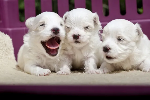 How to Get Rid of Fleas on Newborn Puppies & What to Do Before