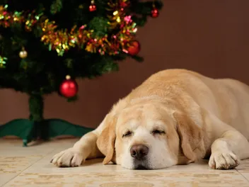 It's Not Always the Most Wonderful Time of the Year (If You're a Vet, Pet, or Pet Parent)