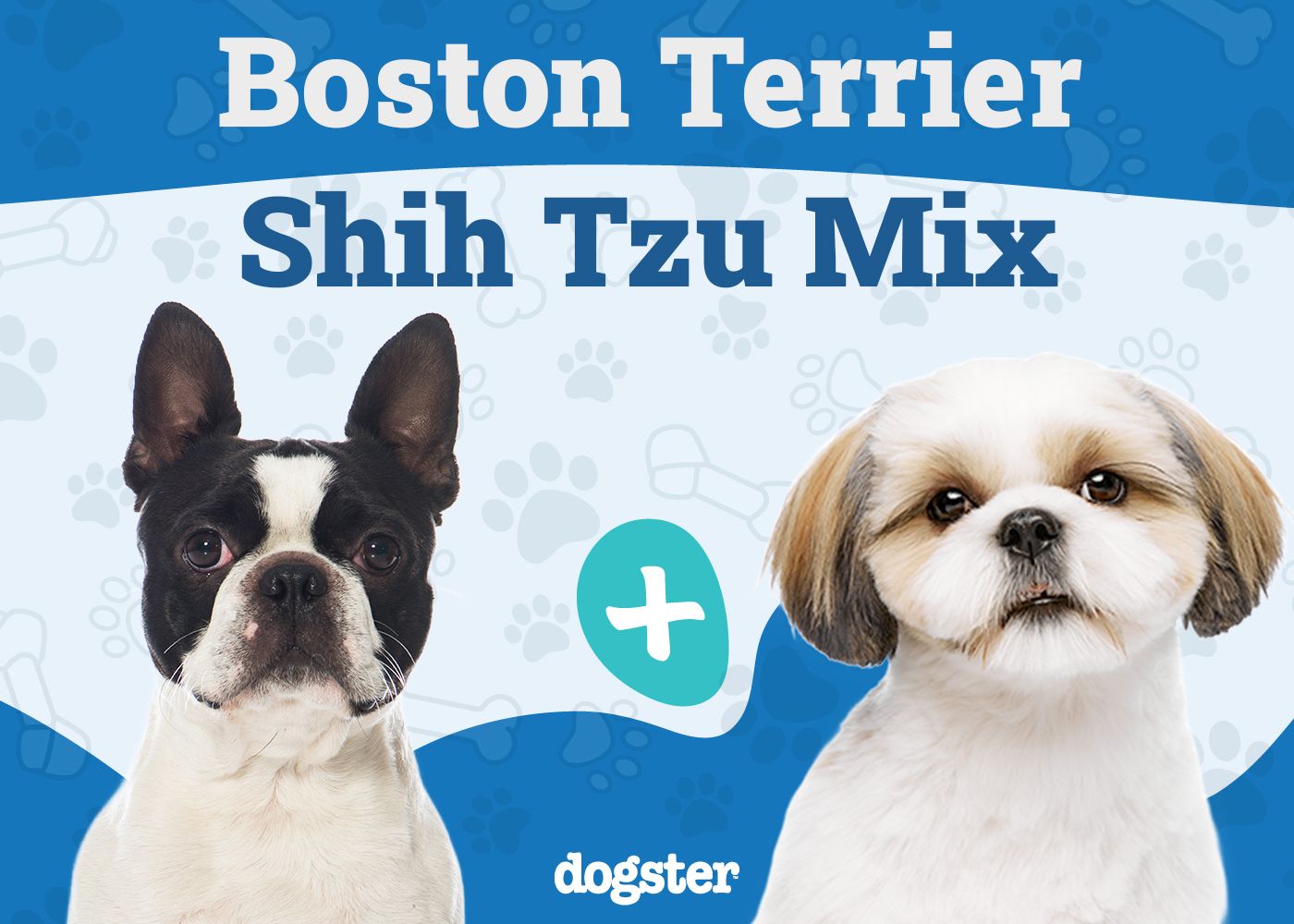 Boshih - Boston Terrier Shih Tzu Mix