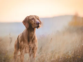 Vizsla Dog Breed: Info, Pictures, Care Guide & More