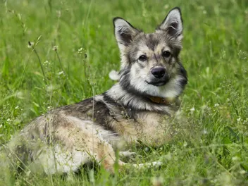 How Long Does a Swedish Vallhund Live? Vet-Reviewed Average Lifespan, Data & Care Guide