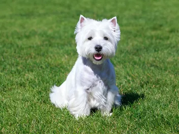 7 Best Dog Foods for West Highland White Terriers in 2026 - Reviews & Top Picks