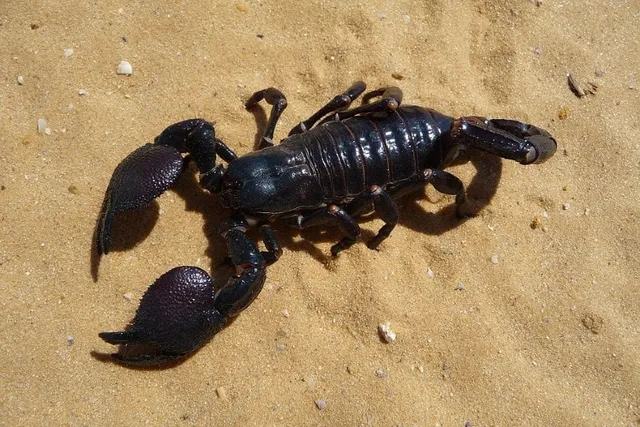 What to Do if Your Dog Is Stung by a Scorpion? Vet Approved Signs & Treatment