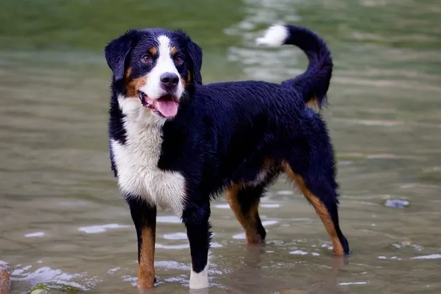 What Were Bernese Mountain Dogs Bred For? History & Facts