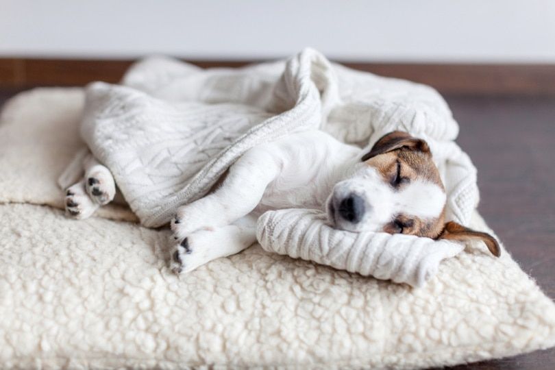 jackrussell puppy sleeping on blanket