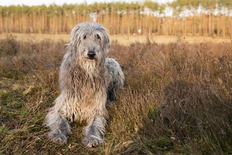 Scottish Deerhound in the sunset
