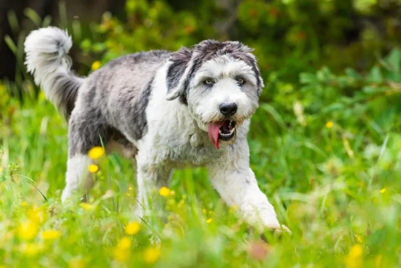 Polish Lowland Sheepdog in a mountain