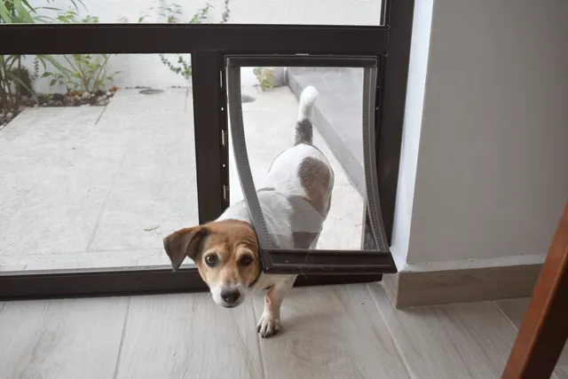 How to Train Your Dog to Use a Doggie Door: 6 Vet-Approved Tips
