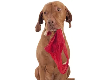 Why Does My Dog Eat My Underwear? 8 Vet-Reviewed Reasons & Prevention
