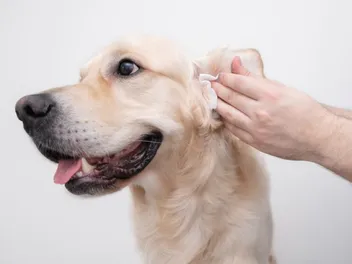 How to Clean a Golden Retriever’s Ears: Vet-Approved Step-by-Step Guide