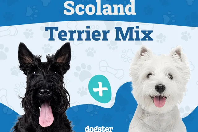 Scoland Terrier (Westie & Scottie Mix): Info, Pictures, Care & More