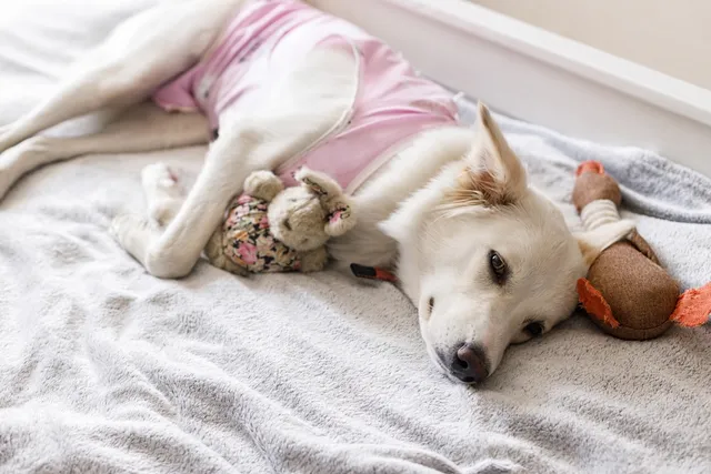 Reproductive Problems in Dogs That Can Turn Serious Fast