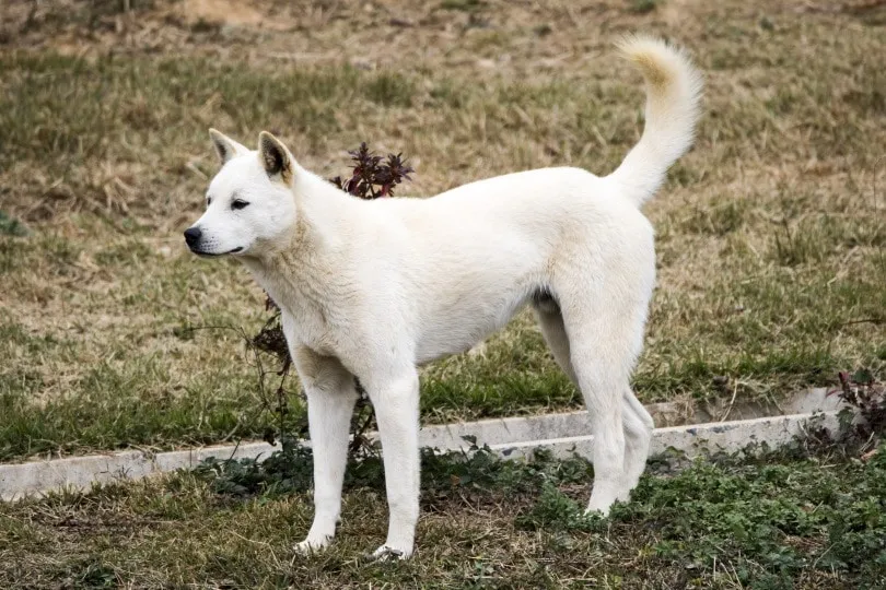 korean jindo_jamongcreator_Shutterstock