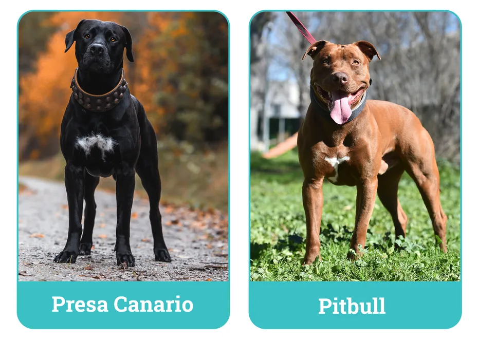 Presa Canario vs Pitbull
